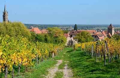 農(nóng)村家畜健康養(yǎng)殖分析