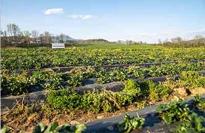 精準農(nóng)業(yè)概論